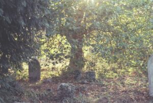 This is a collection of images I took on my 35mm film camera in September 2019. The sun was landing just right in Southampton Old Cemetery. This is still one of my favourite spots to walk through.